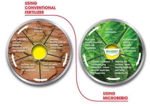 Phân bón vi sinh tốt nhất cho nhà vườn trồng hoa xuất khẩu bạn cần biết Microbebio Phân Bón Hữu Cơ