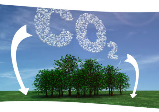 Microbebio: Tiên phong chuyển đổi phát thải carbon cho một ngày mai bền vững