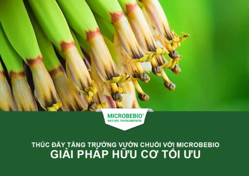 Thúc Đẩy Tăng Trưởng Vườn Chuối Với Microbebio Giải Pháp Hữu Cơ Tối Ưu