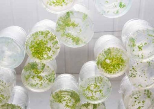 THE SYMBIOTIC CYCLE MICROBEBIO