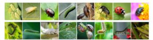 MICROBEBIO sustainable farming practices