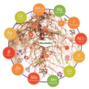 Microbebio Vietnam