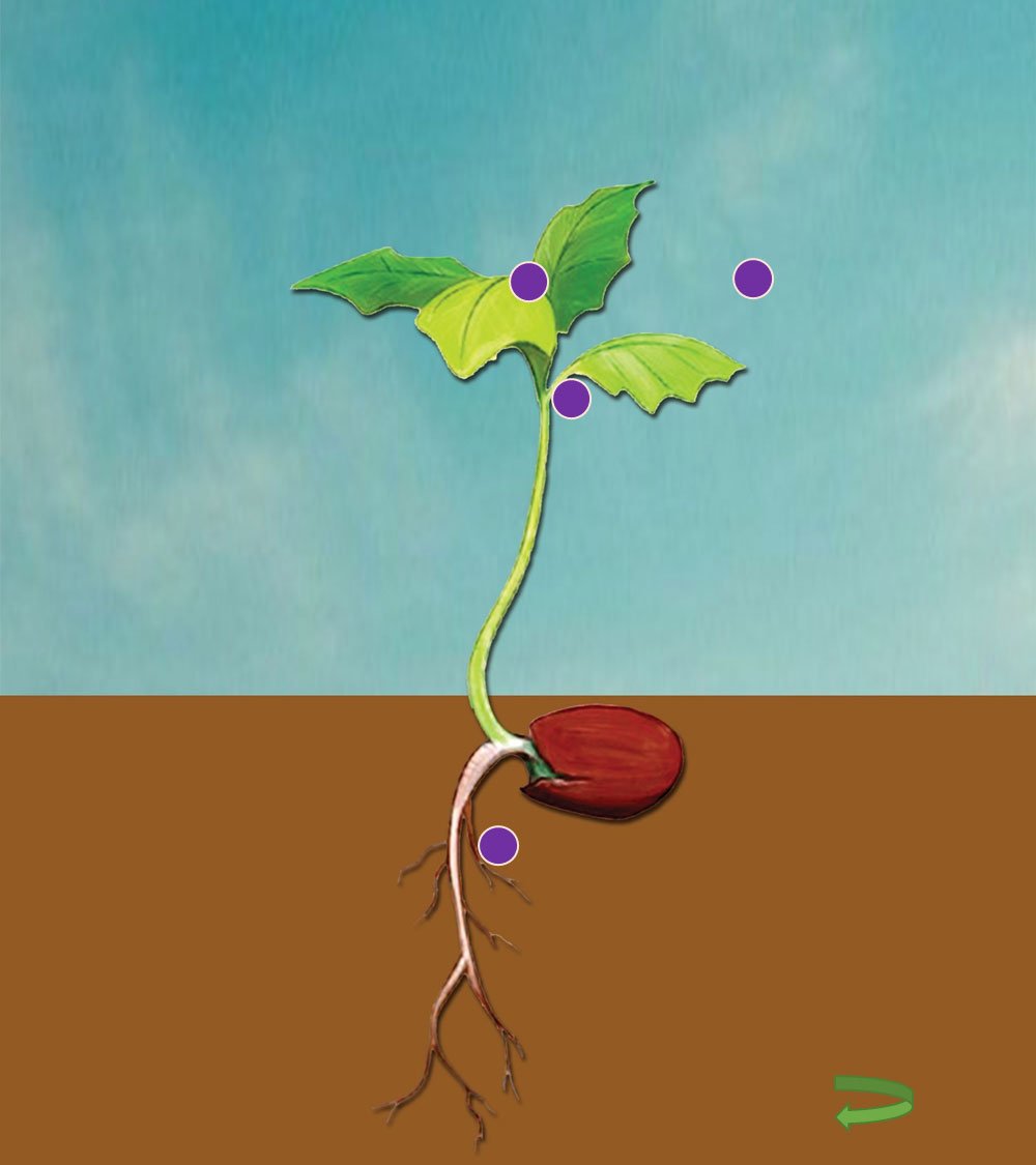 Microbebio