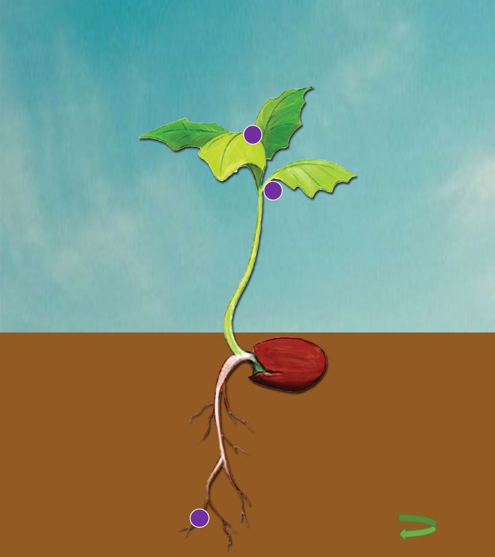 Microbebio