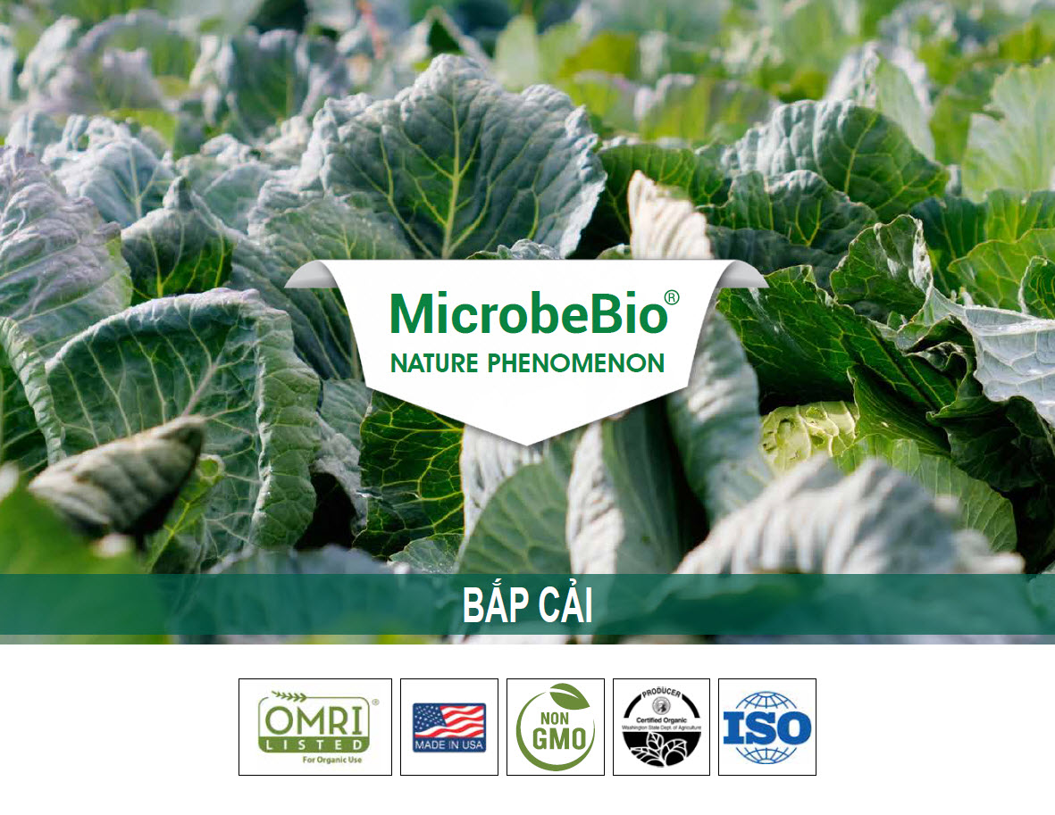 Microbebio Nature Phenomenon Bap Cai